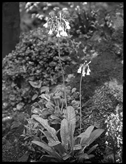 Primula: Primula Sikkimensis (Himalayan Cowslip)