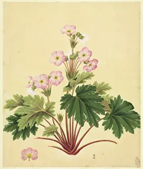 Eudicot: Primula sinensis