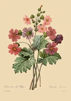 Sinensis: Primula sinensis