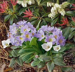 Trillium: Primula, Trillium and Pieris