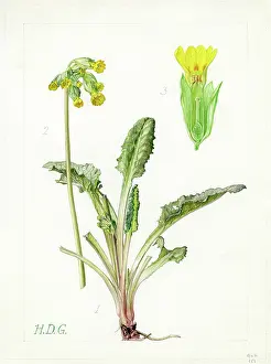 Bentham: Primula veris - cowslip
