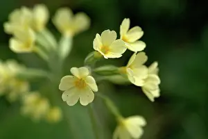 Primrose: Primula veris, cowslip