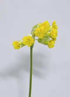 Eudicot: Primula veris, cowslip