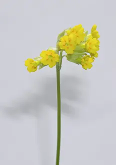 Eudicot: Primula veris, cowslip