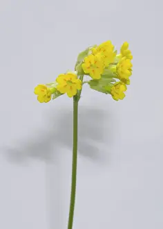 Eudicot: Primula veris, cowslip
