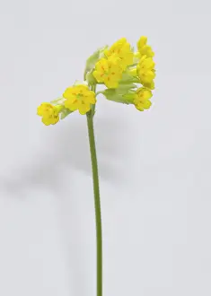 Eudicot: Primula veris, cowslip