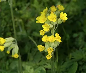 Eudicot: Primula veris, cowslip