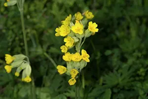 Eudicot: Primula veris, cowslip