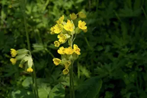 Eudicot: Primula veris, cowslip