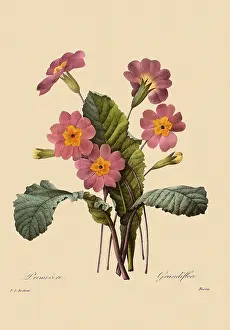 Primroses: Primula vulgaris