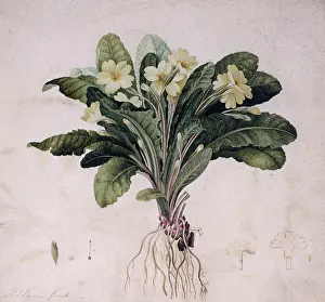 Kilburn: Primula vulgaris, common primrose
