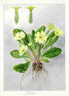Snelling: Primula vulgaris - primrose