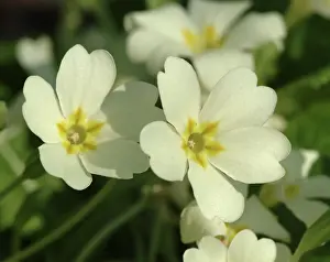 Primrose: Primula vulgaris, primrose