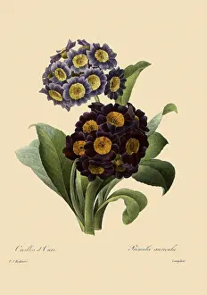 Primroses: Primula x pubescens