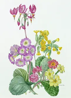 Meadia: Primulaceae Group