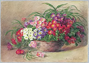 Primulas: Primulas