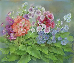 Primulas: Primulas