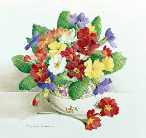 Primulas: Primulas in a bowl