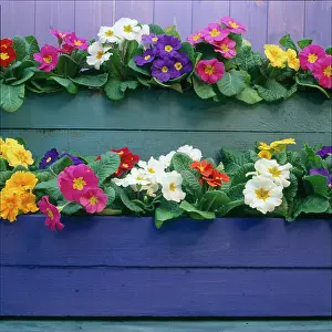 Millar: Primulas in Painted Boxes