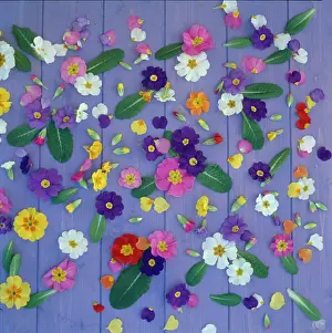 Millar: Primulas ' scattered on lilac boards
