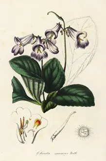 Sinensis: Primulina dryas