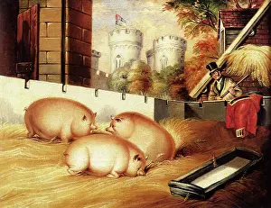 Pitchfork: Prince Albert and Pigs