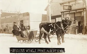 Saskatchewan: Prince Albert, Saskatchewan, Canada - Ox Sled
