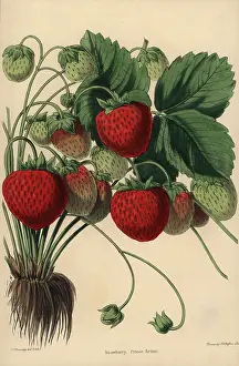 Fragaria: Prince Arthur Strawberry variety, Fragaria ananassa