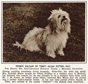 Tibet: Prince Hajjan of Tibet - Lhasa Apso