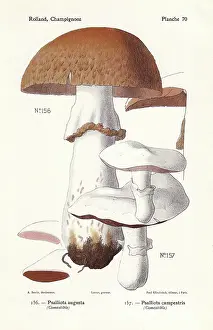 Agaricus: Prince mushroom and field mushroom