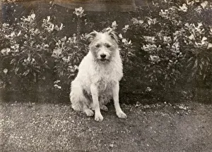 Stray: Prince of Wales (George V) and his missing dog