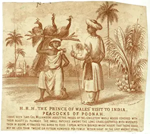 Peacock: Prince of Wales visit to India in 1876 - Peacocks
