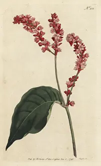 Polygonum: Prince's feather, Persicaria orientalis