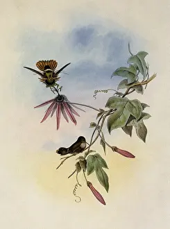 Coquette: Princess Helena's Coquette, Lophornis Helen...ae