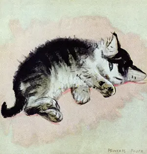 Muriel Dawson Collection: Princess, a kitten, by Muriel Dawson