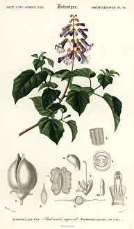 Princess tree, empress tree or foxglove-tree