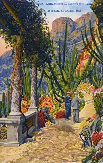 Wisteria: Principality of Monaco (Monte Carlo) - Botanical Gardens