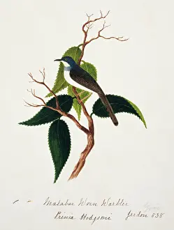 Hodgsonii: Prinia hodgsonii, grey-breasted prinia