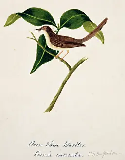 Bushby: Prinia inornata, plain prinia