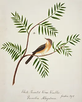 Socialis: Prinia socialis, ashy prinia