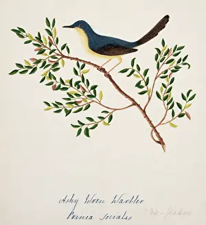 Bushby: Prinia socialis, ashy prinia