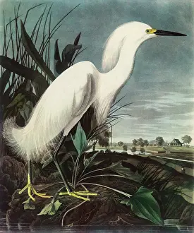 Egret: Print of Snowy Egret (Egretta Thula) colour Halftone
