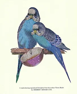 Budgerigars: Print User's Yearbook -- blue budgerigars