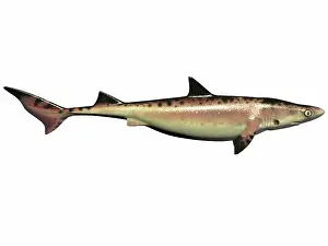 Elasmobranch: Priohybodus, an extinct shark species from the Cretaceous ?