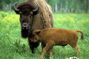 Bison: Prioksko-Terrasny Nature Reserve, 1981