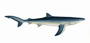 Glauca: Prionace glauca, or blue shark