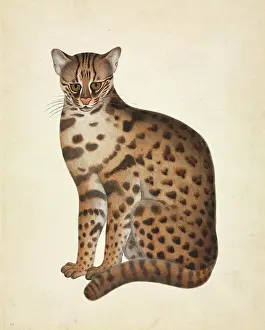 Felid: Prionailurus bengalensis, Leopard cat
