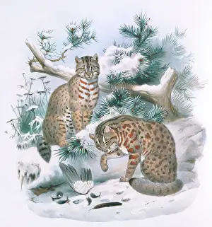 Giraud: Prionailurus euptilura, Amur leopard cat