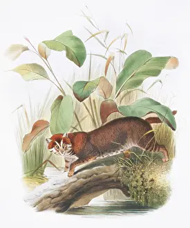 Giraud: Prionailurus planiceps, flat-headed cat