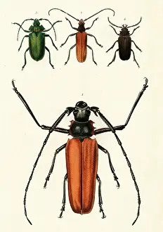 Cerambycidae: Prioninae, or long-horned beetles